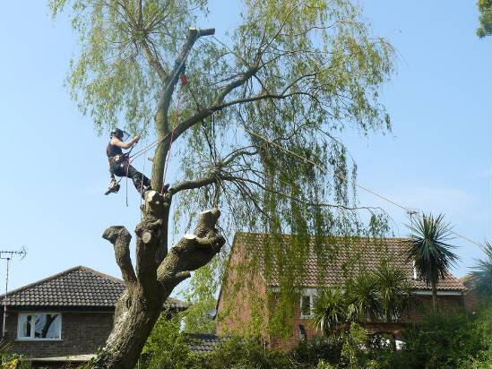 tree-felling2